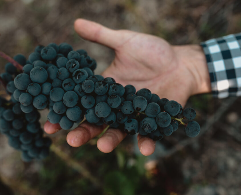 Grappe © Caves du Paradis grappe raisin valais